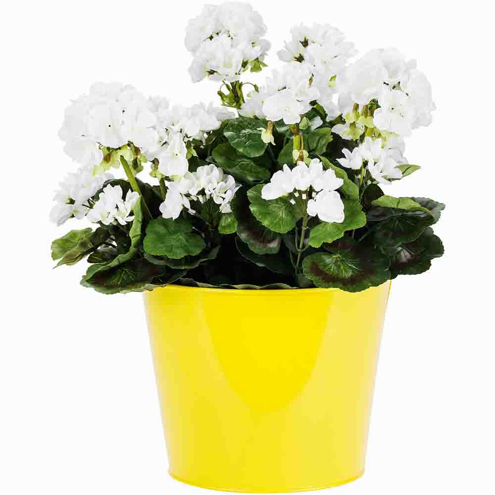 Konstpelargonen